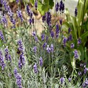 Lavanda coltivazione