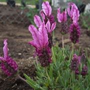 Esempio di lavanda stoechas.