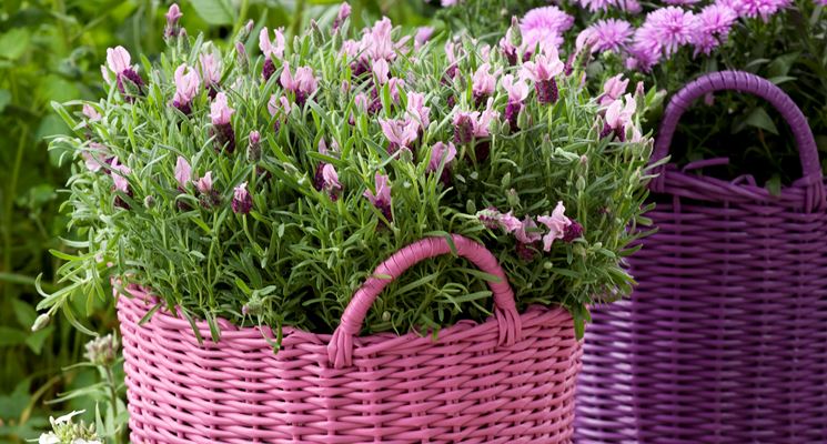 lavanda in vaso