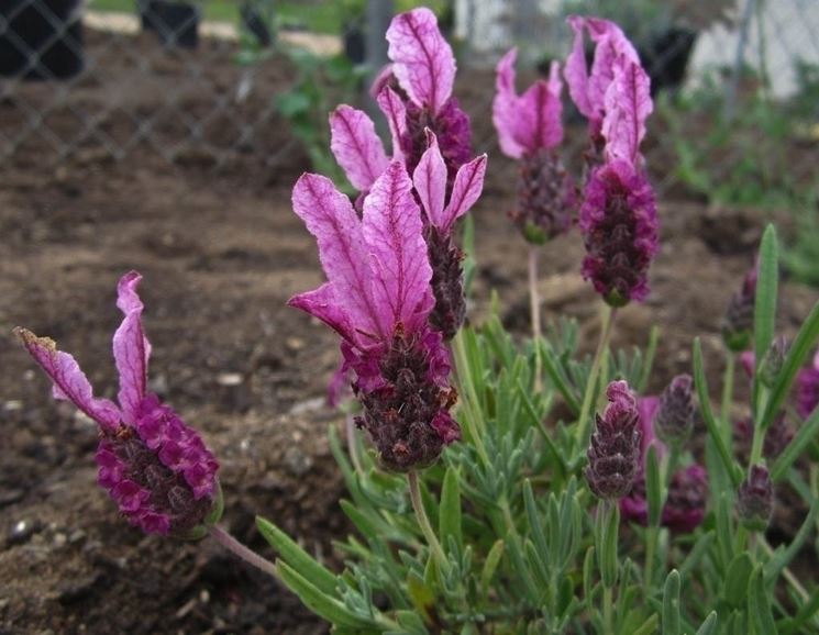 Esempio di lavanda stoechas.