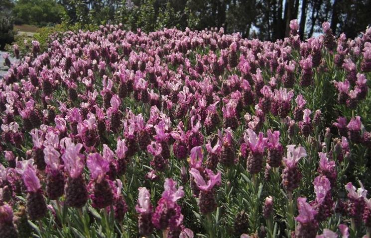 Dettaglio infiorescenza lavanda stoechas.