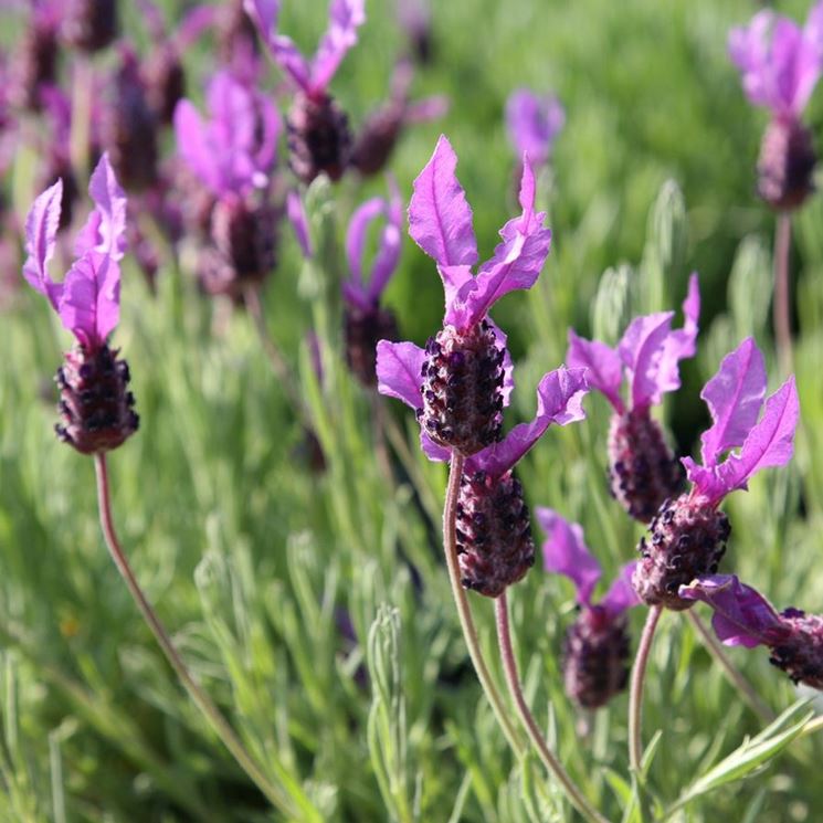 Dettaglio petali Lavanda stoechas.