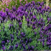 lavandula stoechas