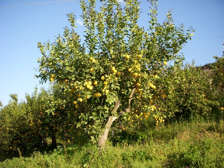 coltivazione limoni