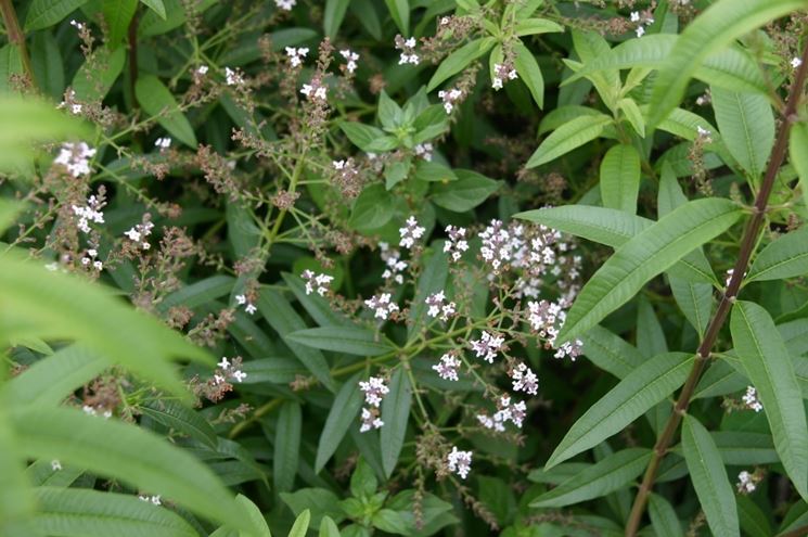 lippia