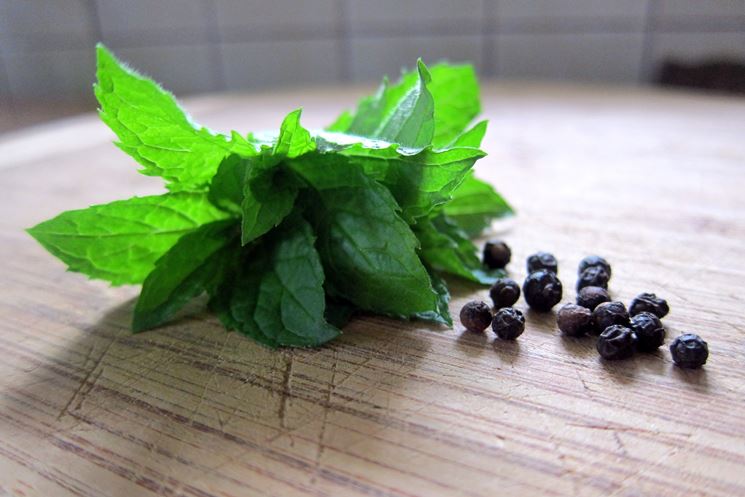 Menta romana fiorita
