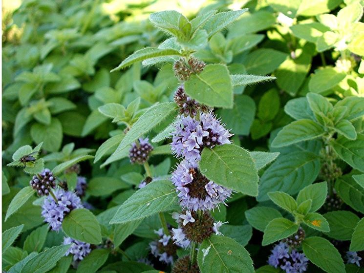 Mentha arvensis