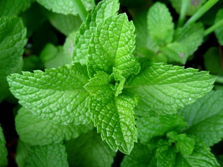 Mentha piperita