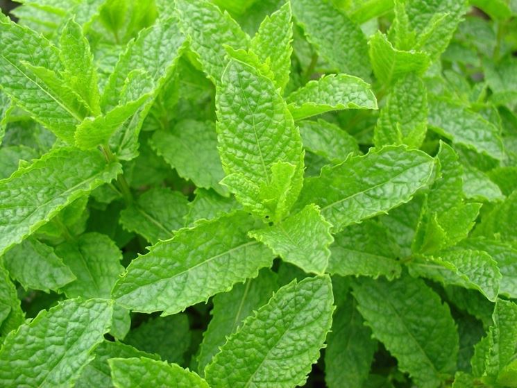 Mentha viridis