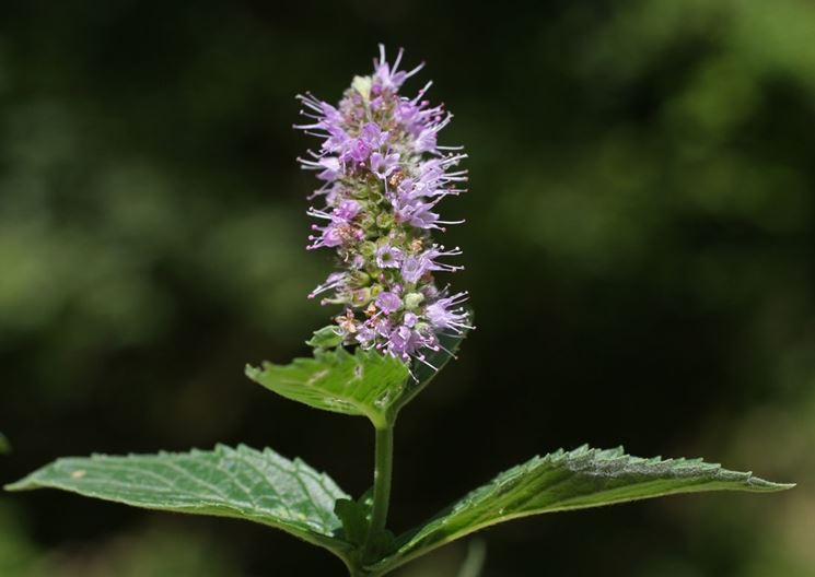 Mentha longifolia