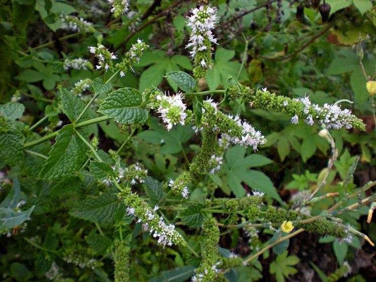 Mentha suaveolens