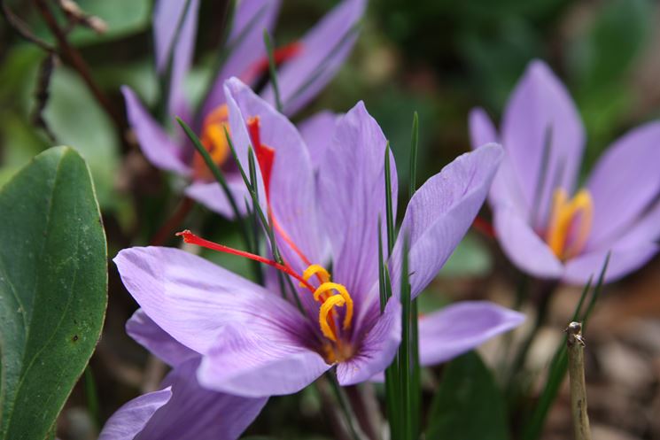 Pera aromatizzata allo zafferano