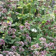 origanum vulgare 