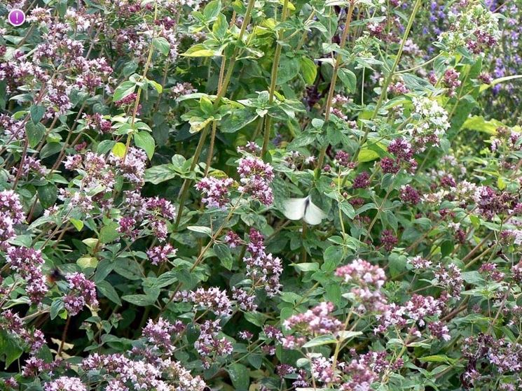 origanum vulgare 