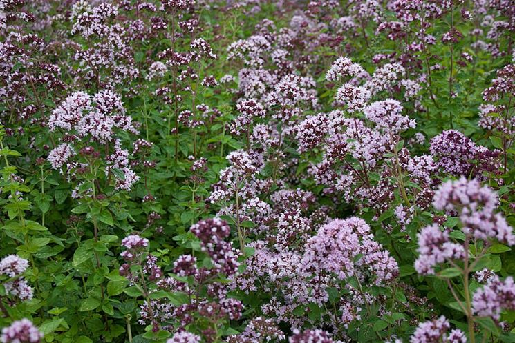 origanum vulgare