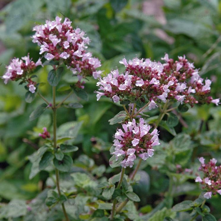 origanum vulgare 