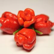 Peperoncino Trinidad Scorpion