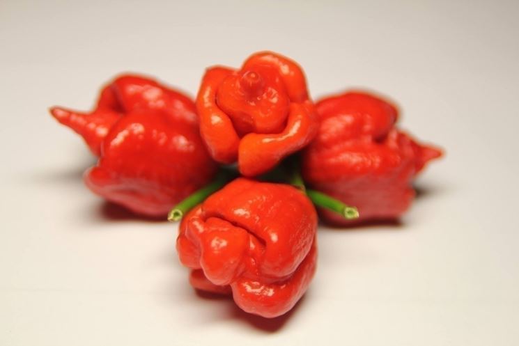 Peperoncino Trinidad Scorpion