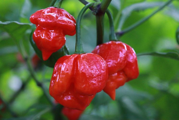 Trinidad Scorpion Moruga