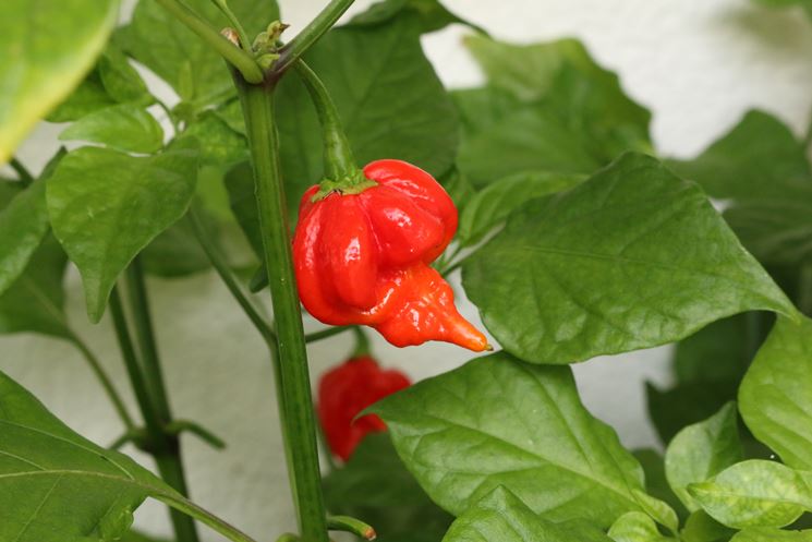 frutti peperoncino scorpion