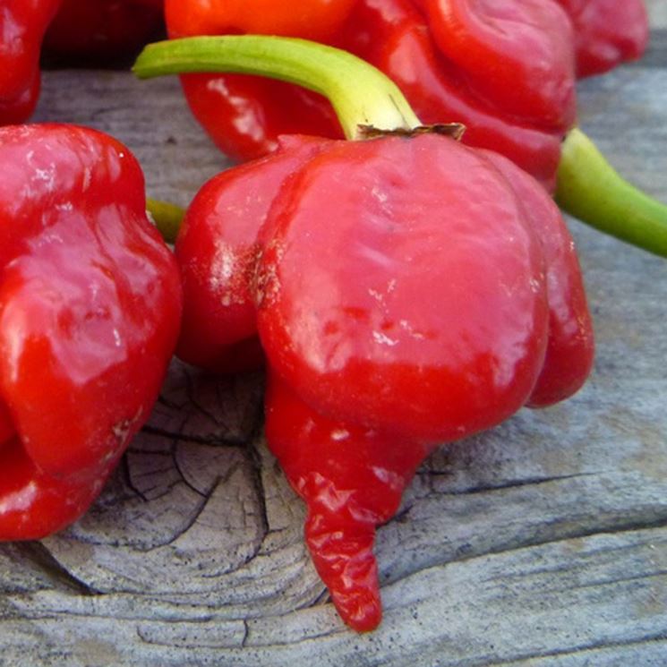 peperoncino scorpion