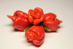 Peperoncino Trinidad Scorpion