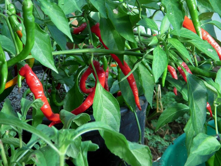 Peperoncino