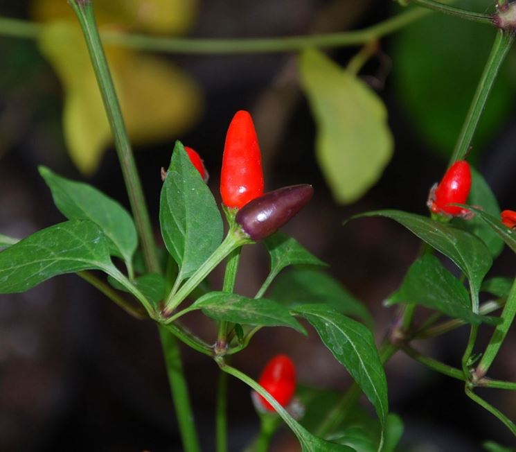 capsicum annuum