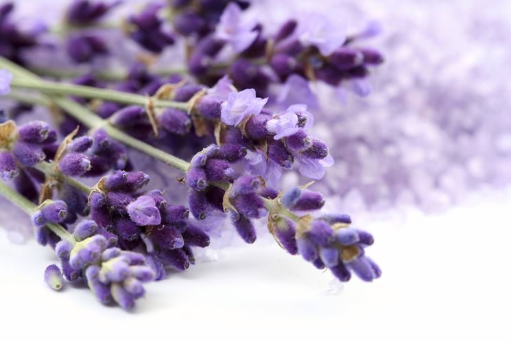 Fiori di lavanda