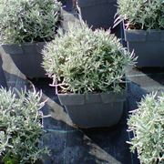 pianta simile alla lavanda