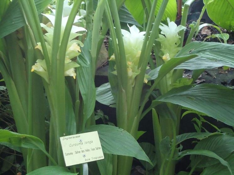 Pianta Curcuma giardino