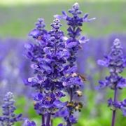 Campo di lavanda in Provenza