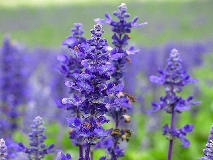 Campo di lavanda in Provenza