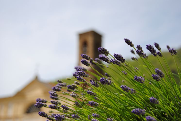 Mazzetto di fiori di lavanda