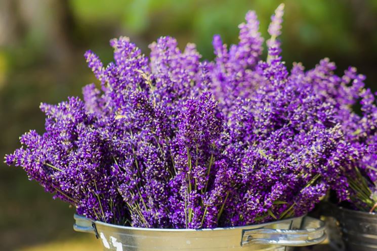 Pianta di lavanda in vaso