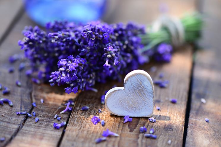 Fiori di lavanda