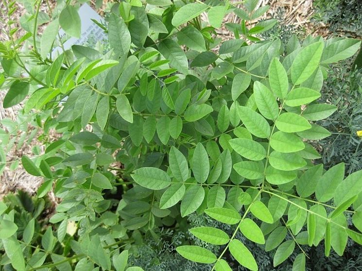 Pianta liquirizia Aromatiche Pianta liquirizia