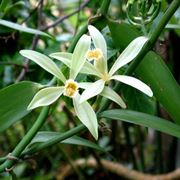 Fiori di vaniglia