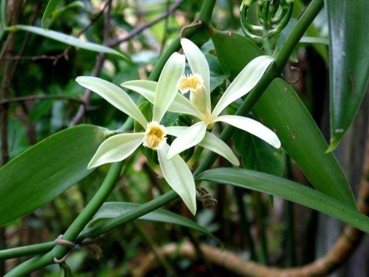 Fiori di vaniglia