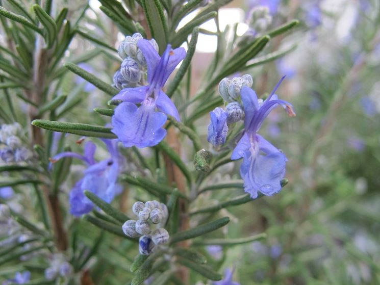 piante di rosmarino