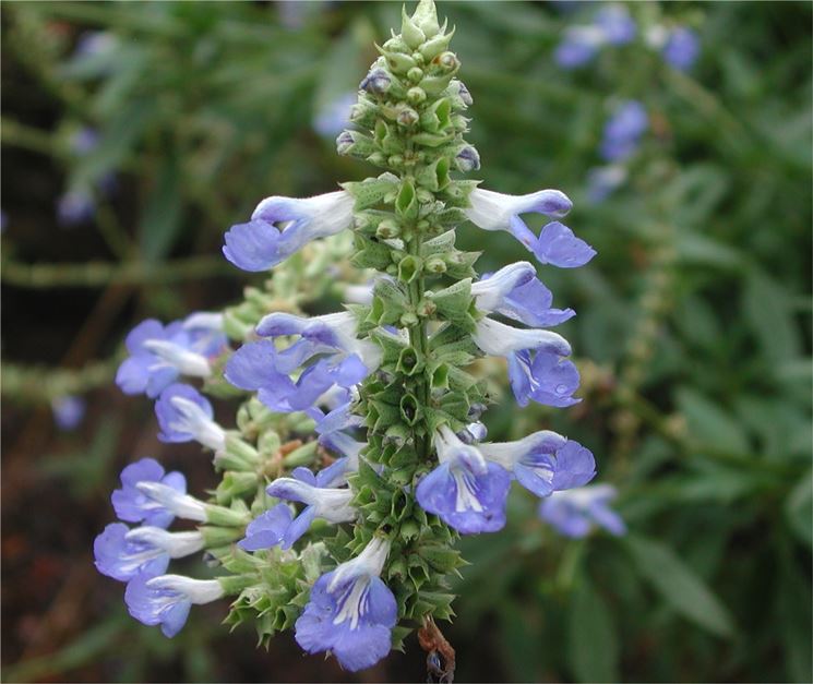 Salvia