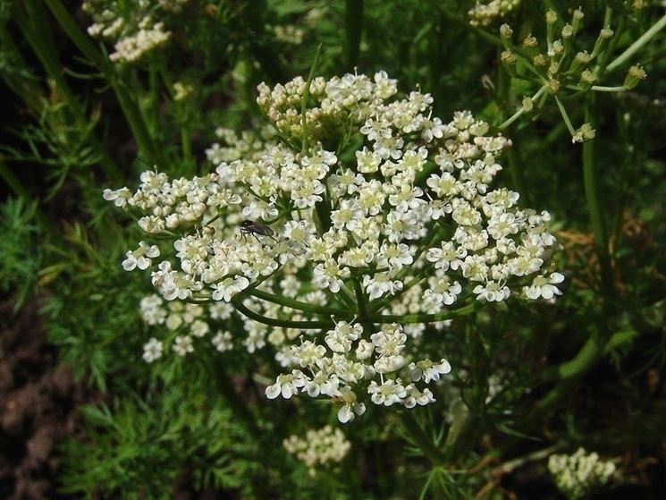 Fiori piperna