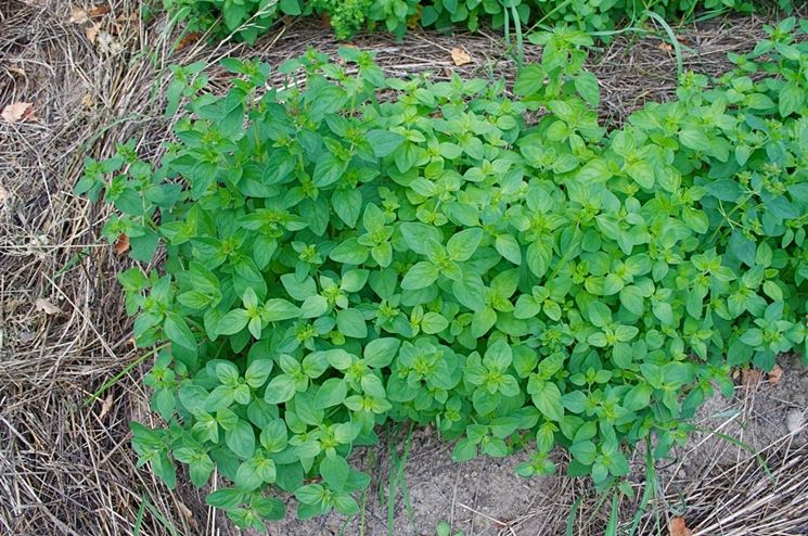 Piperna pianta aromatica