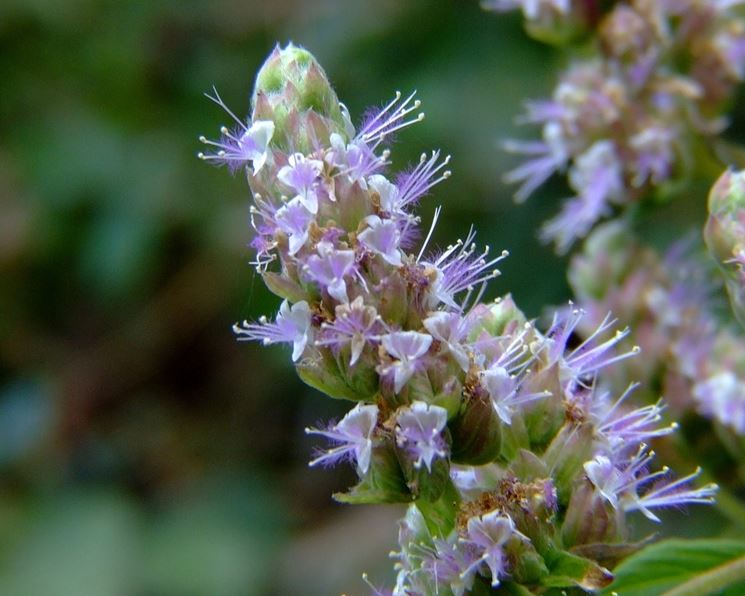 fiore patchouli