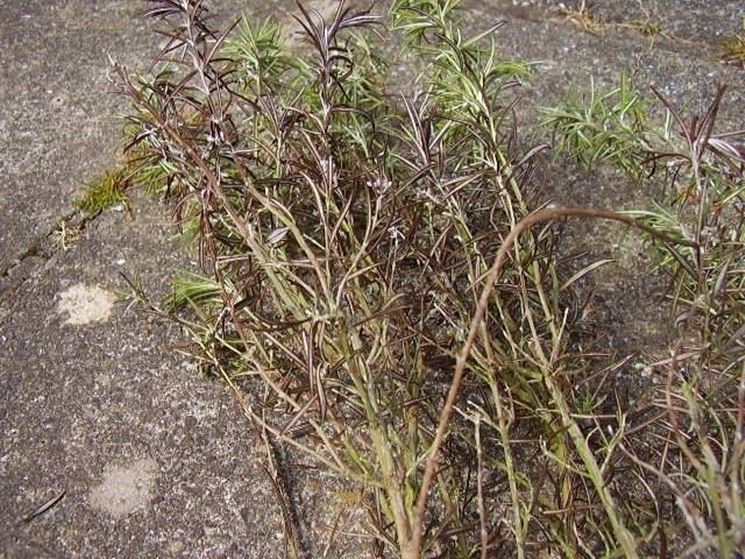 Malattia del rosmarino