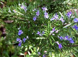 Rosmarino  -  Rosmarinus officinalis 