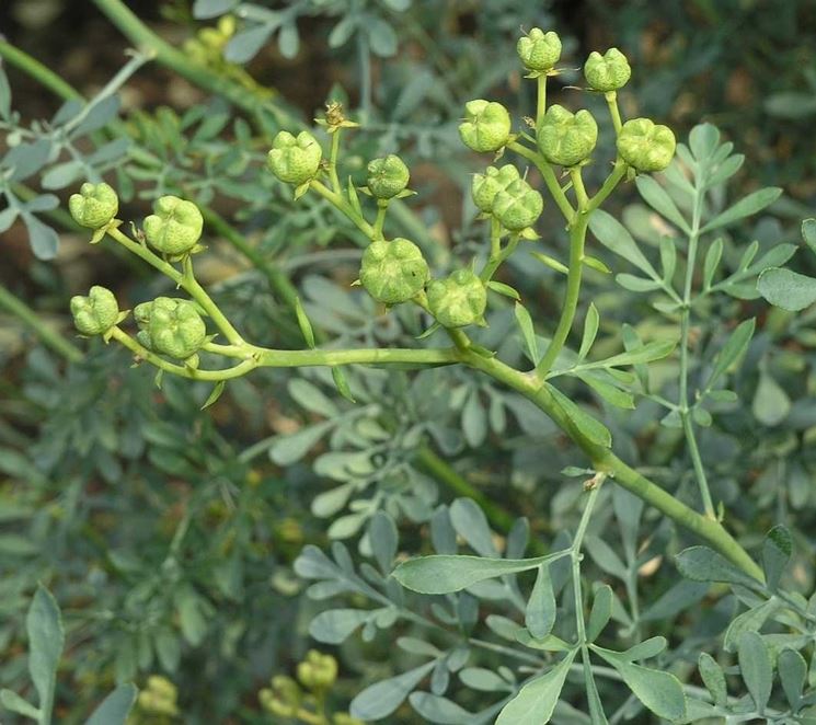 RUTA GRAVEOLENS 120 semi seeds Ruta comune Pianta aromatica Aromatic Plant