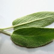 foglia di salvia al microscopio