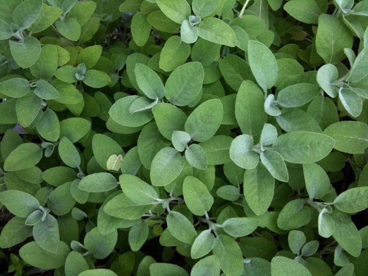 raccolta dei semi di salvia