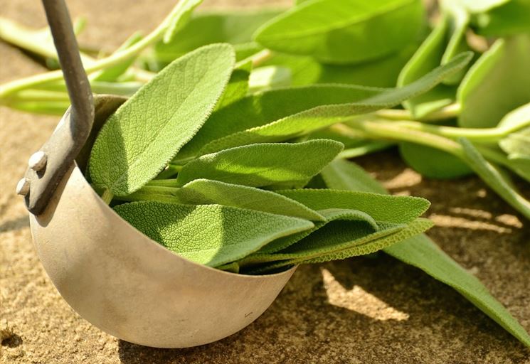 Foglioline di salvia